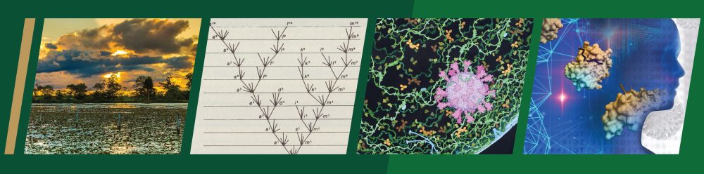 The Phyloinformatics Banner