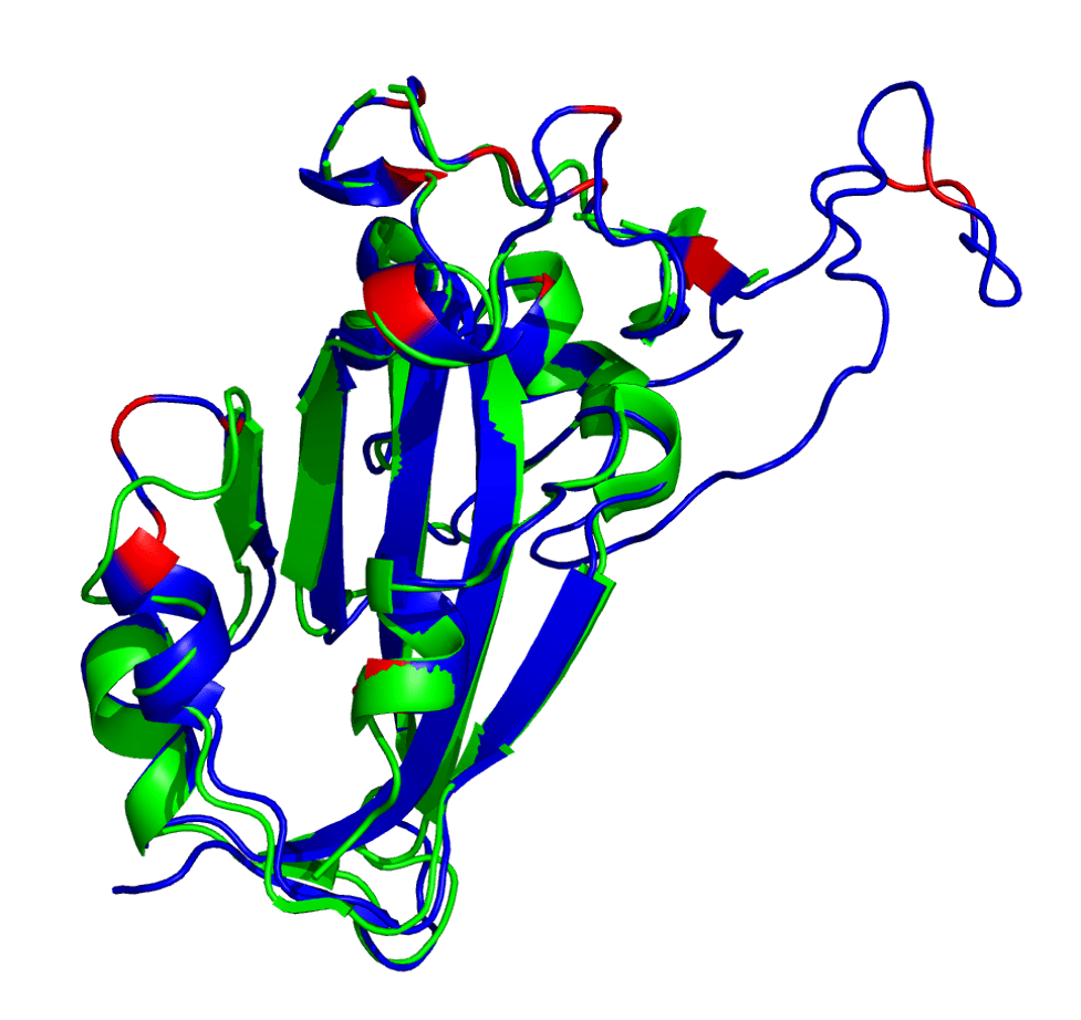 Spike protein receptor binding domain. Reference (PDB: 6VSB) shown in green and AlphaFold2 prediction shown in blue (with mutated loci shown in red).