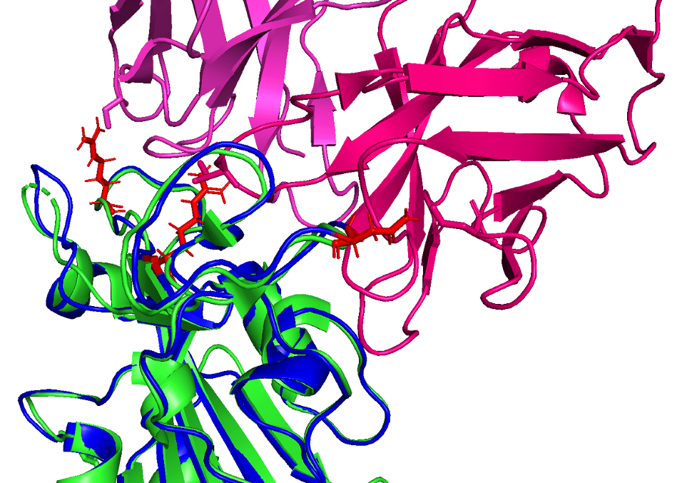 Reference (PDB: 6XC2) shown in green with CC12.1 antibody (in pink) and AlphaFold2 prediction shown in blue (with mutated loci shown in red)