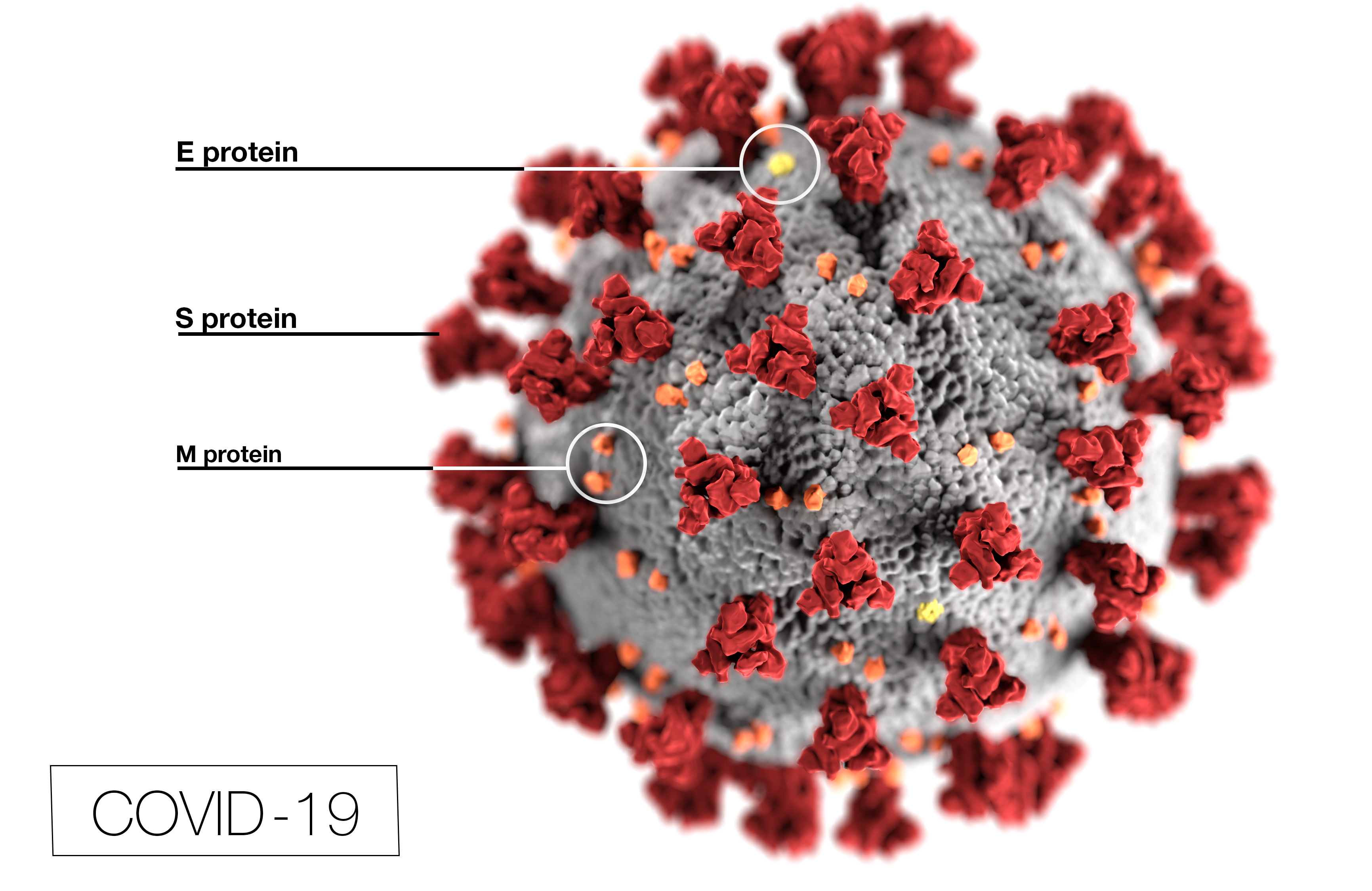 Ultrastructural morphology exhibited by coronaviruses highlighting the protein particles E, S, and M located on the outer surface of the SARS-COV-2 virion. Source: Public Health Image Library (PHIL, ID #23312).