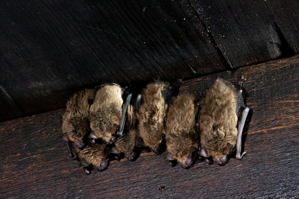 brown bats